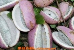 吃八月瓜的搞笑短视频,笑料横生的美味之旅