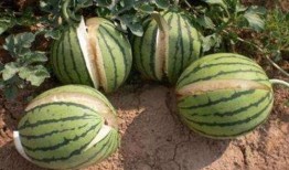 保亭吃瓜事件是真的吗视频,真相揭秘，视频还原现场