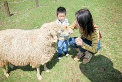 小羊哥爸爸吃瓜视频,揭秘娱乐圈幕后故事