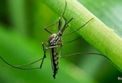 吃瓜吃到巨大蚊子原视频,惊悚一幕！吃瓜群众意外捕获巨型蚊子