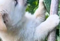 狗狗吃瓜 搞笑视频,萌宠搞笑视频来袭！