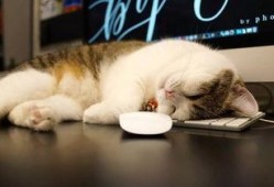 吃瓜大肥喵的视频,一场趣味横生的视频盛宴