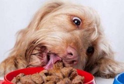 狗吃瓜吃多了怎么办视频,轻松解决狗狗消化不适