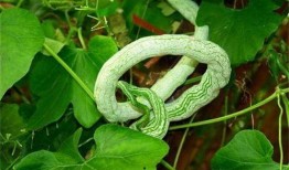 长蛇瓜怎样吃最好视频,视频教你如何烹饪长蛇瓜