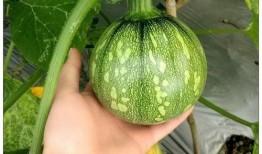 安徽吃小瓜视频,舌尖上的夏日风情