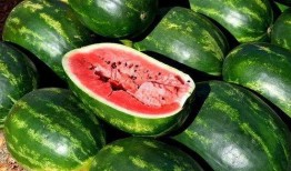 吃瓜季节视频大全,盘点年度热门视频大全