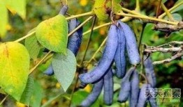 吃猫屎瓜的视频大全集,趣味横生的动物奇观揭秘