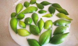 吃地梢瓜小视频大全,小视频带你领略各地特色佳肴