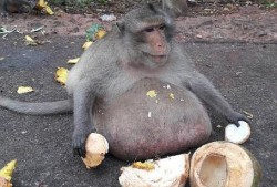 猴子吃大瓜的视频,趣味盎然的大瓜盛宴