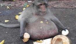 猴子吃大瓜的视频,趣味盎然的大瓜盛宴