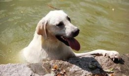 狗吃哈密瓜动画片视频,狗狗动画奇遇记