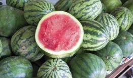 临夏康乐吃瓜视频播放,临夏美食之旅，一起感受瓜果飘香