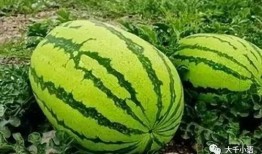 新疆网红吃瓜视频大全集,趣味横生的美食之旅