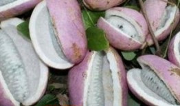 吃八月瓜的搞笑短视频,笑料横生的美味之旅