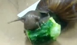 蜗牛宝宝吃瓜视频,萌态十足引网友热议