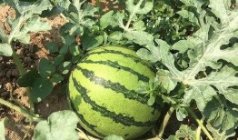 最新一期吃瓜视频,娱乐圈风云再起，明星幕后故事大曝光！