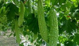 吃瓜三瓜视频在线观看