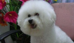 比熊狗可以吃土瓜吗视频