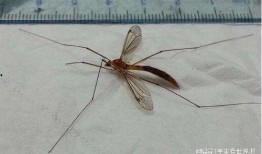 吃瓜吃到巨大蚊子原视频,惊悚一幕！吃瓜群众意外捕获巨型蚊子