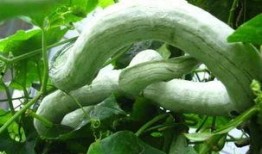 长蛇瓜怎样吃最好视频,视频教你如何烹饪长蛇瓜