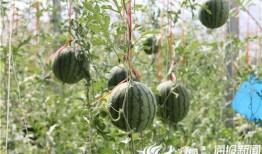 南宁公园吃瓜事件视频,一场引发热议的街头冲突