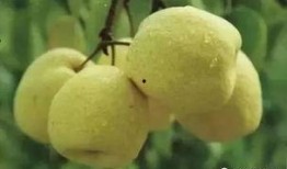 赤梨吃瓜自制视频教程,轻松学会制作热门自制视频