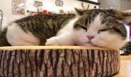 吃瓜大肥喵的视频,一场趣味横生的视频盛宴