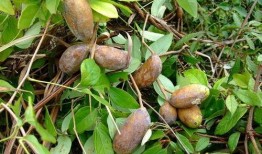 主播吃八月瓜视频下载,视频下载尽享田园风味