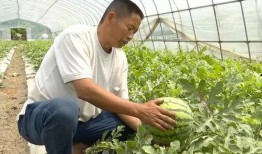 吴江绿地吃瓜事件视频最新,一场引发热议的邻里冲突瞬间