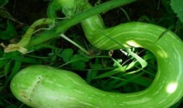 泰国人吃蛇瓜好吗视频,传统美食背后的健康之谜