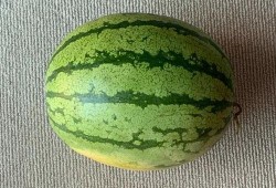 吃药吃瓜了的视频大全,趣味生活瞬间回顾