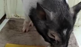 小猪吃瓜吐籽视频大全播放,视频大全播放量飙升