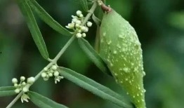 吃地梢瓜小视频大全,小视频带你领略各地特色佳肴