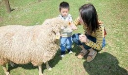 小羊哥爸爸吃瓜视频,揭秘娱乐圈幕后故事