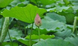 小西湖吃瓜视频,揭秘网红美食背后的故事