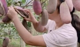 吃八月瓜的搞笑短视频,笑料横生的美味之旅