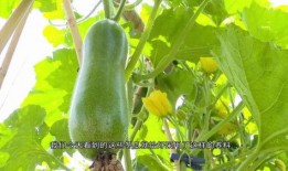 莱芜区吃瓜视频公司