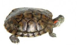 小乌龟吃瓜搞笑视频大全,欢乐无限！