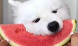 吃瓜小象的视频大全集