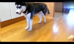 二哈搞笑视频吃瓜,吃瓜现场笑料百出，萌宠演绎欢乐喜剧