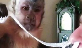 女的吃瓜像猿猴搞笑视频,女子吃瓜如猿猴，萌态十足引网友爆笑