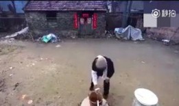 东北老人吃老瓜视频,传承美味，品味乡愁