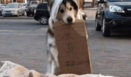 狗胜吃瓜视频,揭秘娱乐圈幕后真相