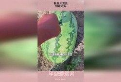 吃火龙瓜视频,舌尖上的火焰之旅