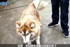 阿拉斯加吃瓜视频,揭秘极地萌宠的趣味生活