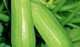 吃田瓜要掏籽吗图片视频,揭秘吃田瓜是否需要掏籽