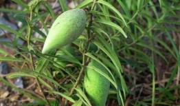 吃地梢瓜小视频大全,小视频带你领略各地特色佳肴