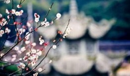 梅花七吃瓜视频在线观看,揭秘娱乐圈幕后故事