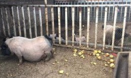 小香猪吃羊角瓜视频播放,萌态十足引网友热议