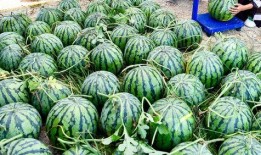 外国人看中国吃瓜美国视频,美国视频中的文化解读